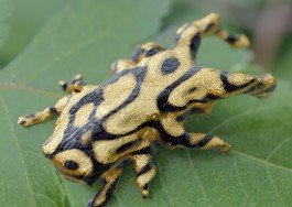  entangled_others_studio-artificial_remnants